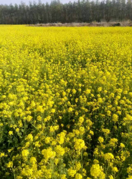 城南花已开，愿君永常在